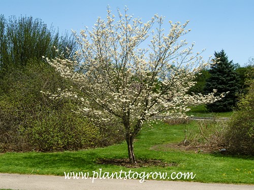 Kousa Dogwood (Cornus kousa)
(May 5)